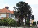 [The monkey puzzle trees 29/07/2002 - &copy; 2002 Graham Johnson.]