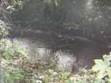 [Salmon's Brook south of Bury Lodge Park 17/10/2002 - &copy; 2002 Graham Johnson.]